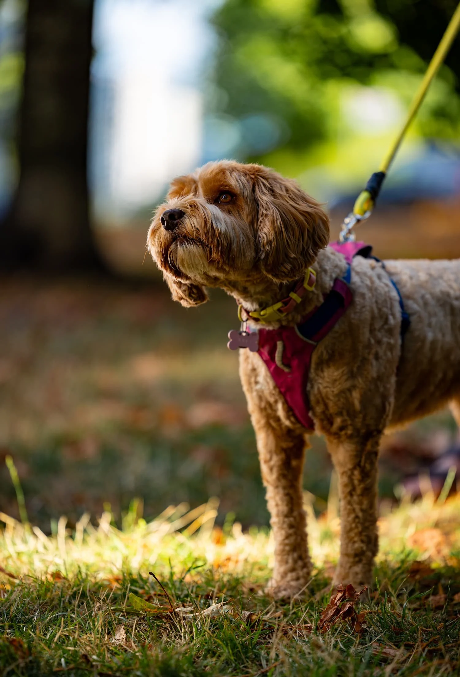 Juno, a Cockapoo wearing a harness, stands in the shade during a summer Raintown outing.