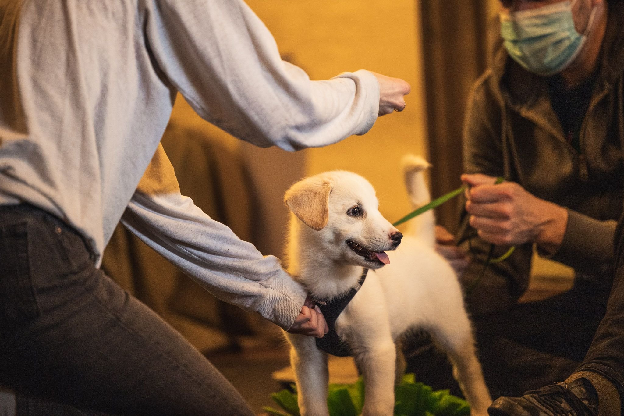 Puppy Golden Retriever mix demonstrating with a trainer during a puppy class