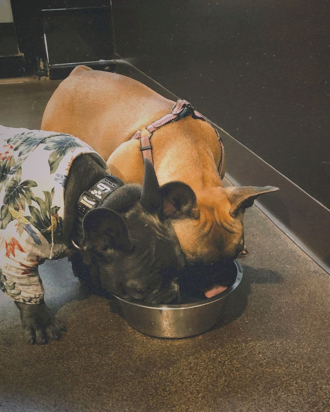 Two Frenchies share a water bowl during a puppy social at Raintown Dog Training.