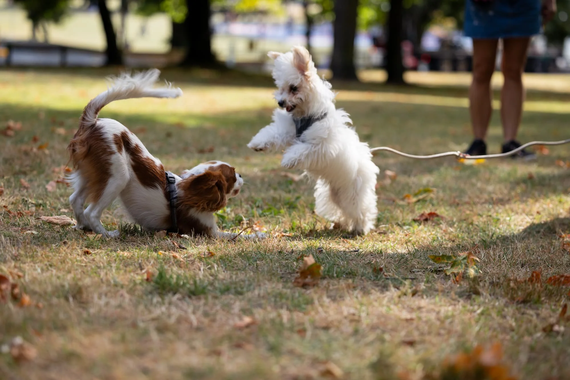 Tinsel, a King Charles Spaniel, and Louie, a Havanese, happily play together at Raintown’s Summer Social.