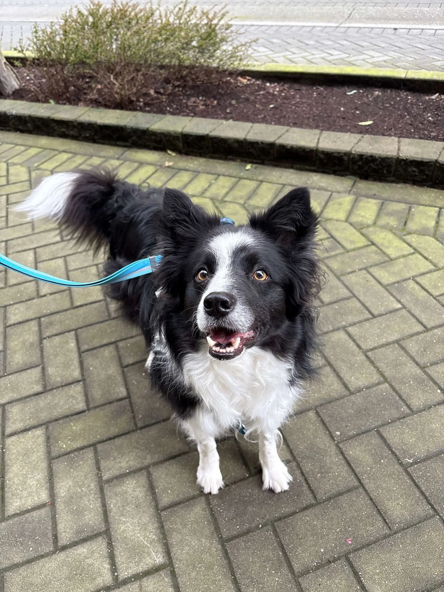 A calm border collie looking at their owner on a walk.