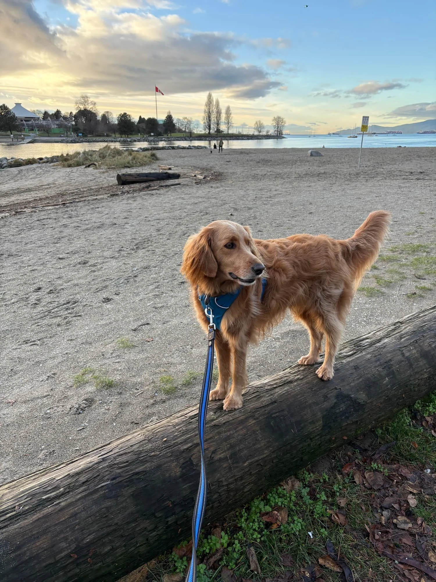 Golden Retriever on leash stands on a log, relaxing after a Raintown private dog training session at the beach.