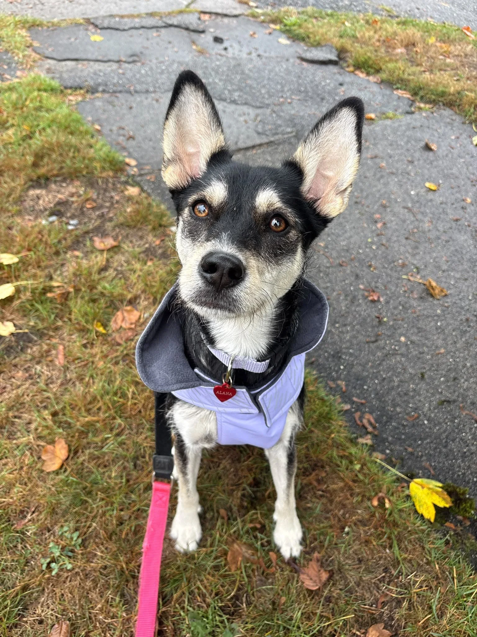 Alana, a small Mexican Rescue dog, practices sitting cues during Raintown Dog Walk with Lauren.