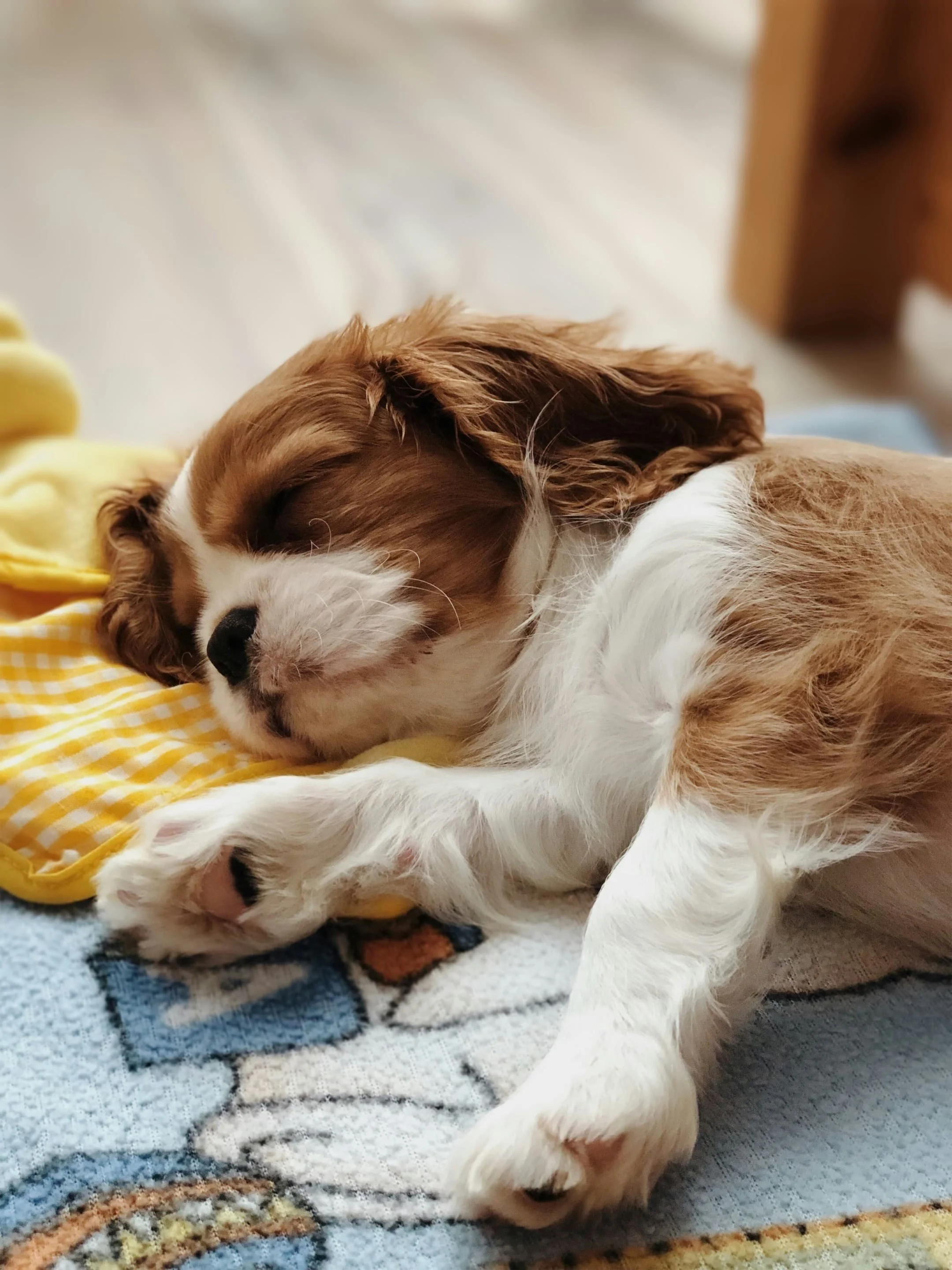 A King Charles Spaniel puppy naps peacefully.