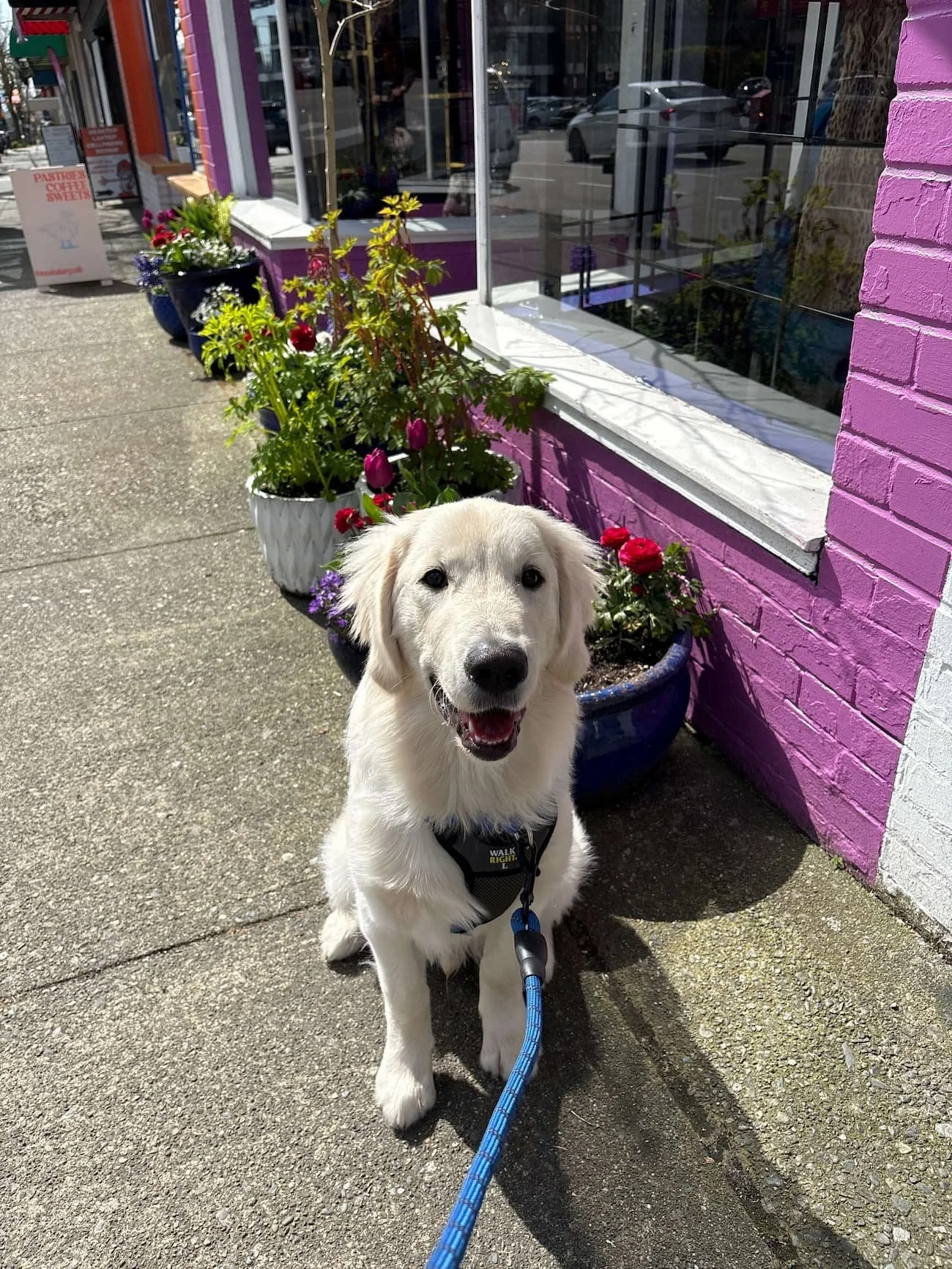 A Golden Retriever on a walk with Raintown Dog Walking.