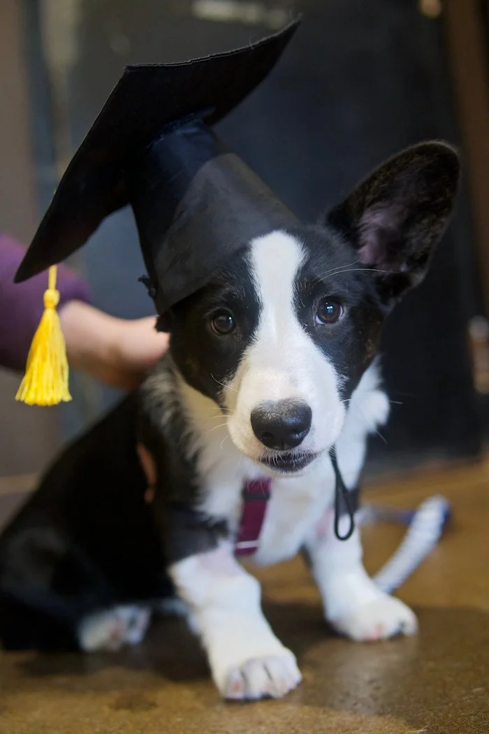 Cardigan Corgi wearing a dog graduation cap during Raintown Puppy Kindergarten graduation