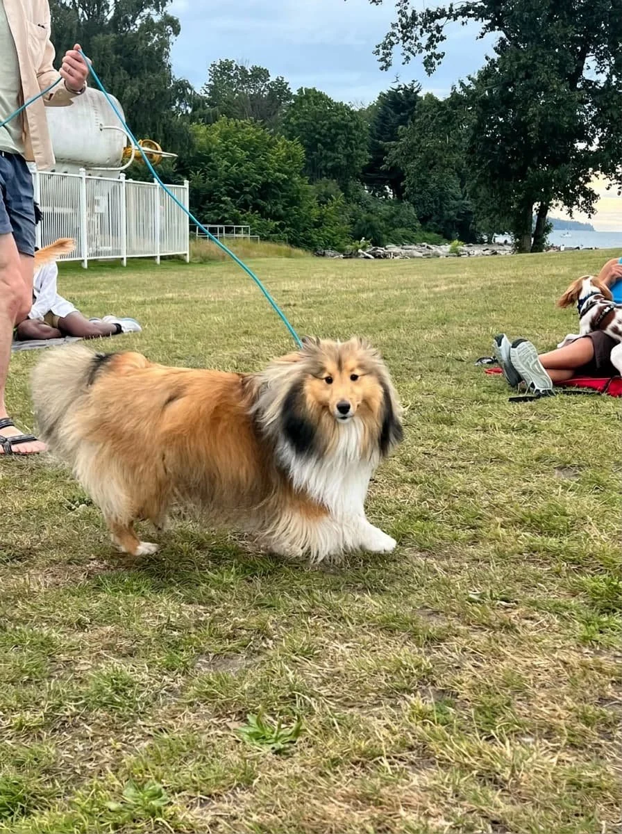 A Shetland Sheepdog practices outdoor greetings during Basic Manners Level 2 class at Kitsilano Beach.