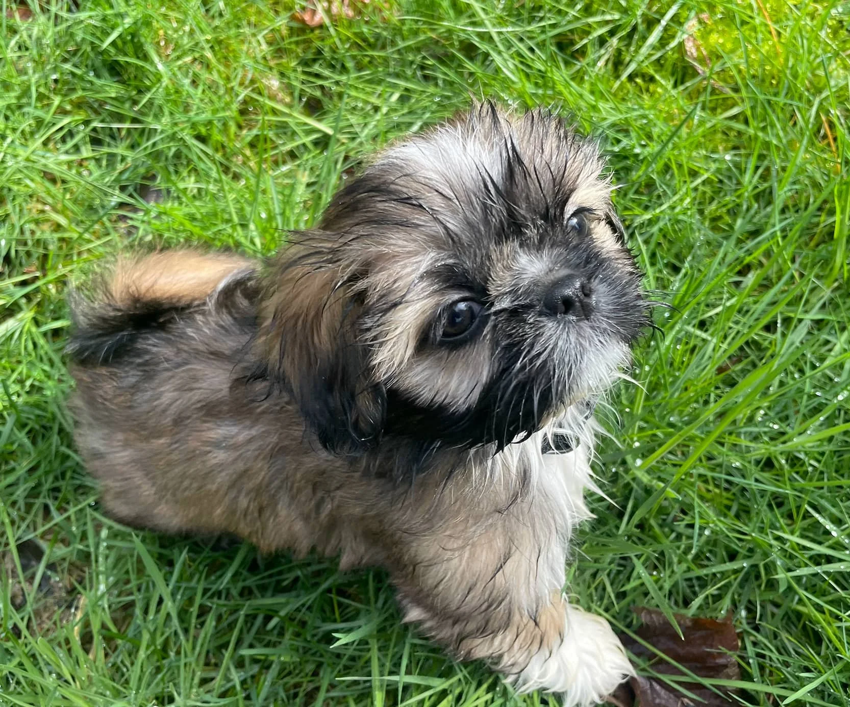 Shih Tzu puppy plays on grass during a Raintown Private Training session.