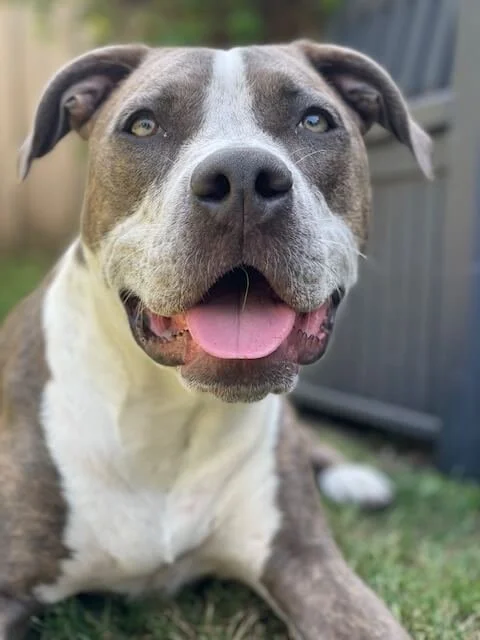 Brew, a happy Pit Bull, looks at the camera with mouth open during a private training session with Raintown.
