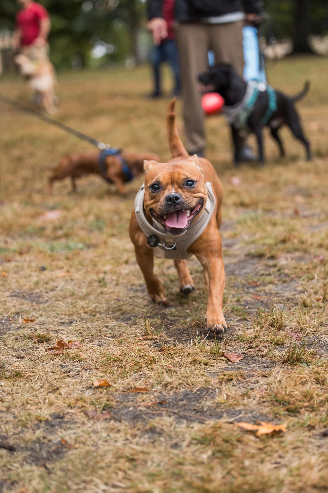 A dog running toward the camera at a Raintown summer social event.