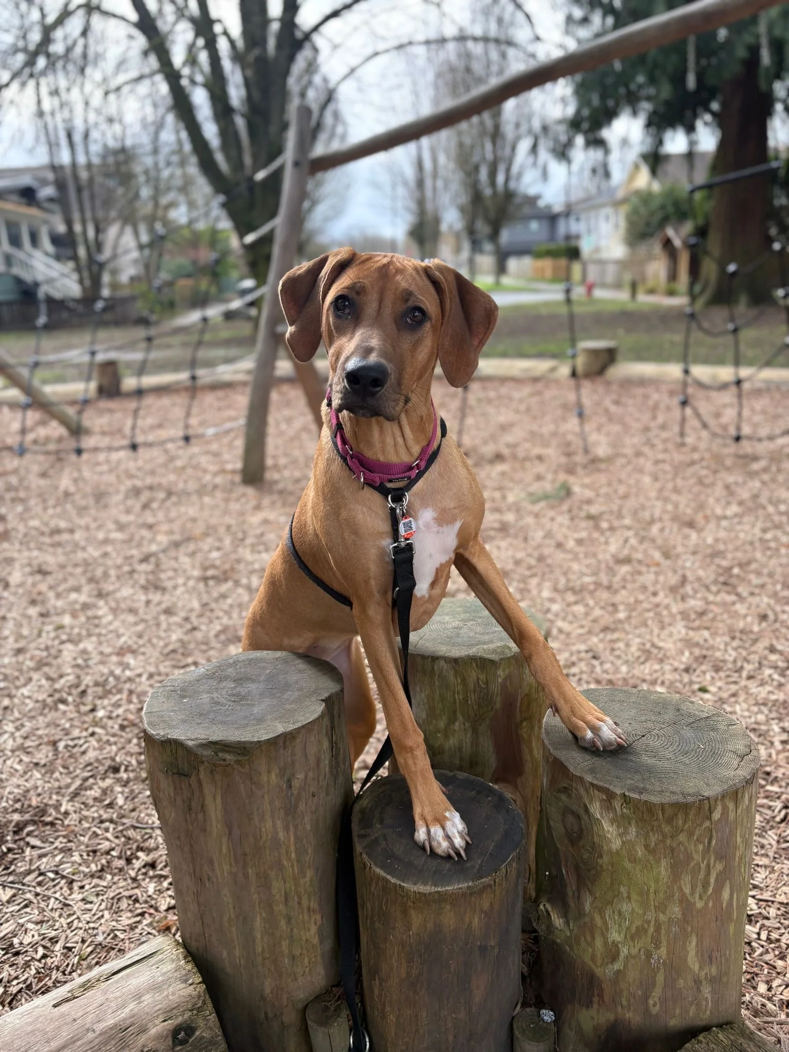 A Rhodesian Ridgeback plays on logs during a Raintown dog walk, enjoying outdoor enrichment and exercise.