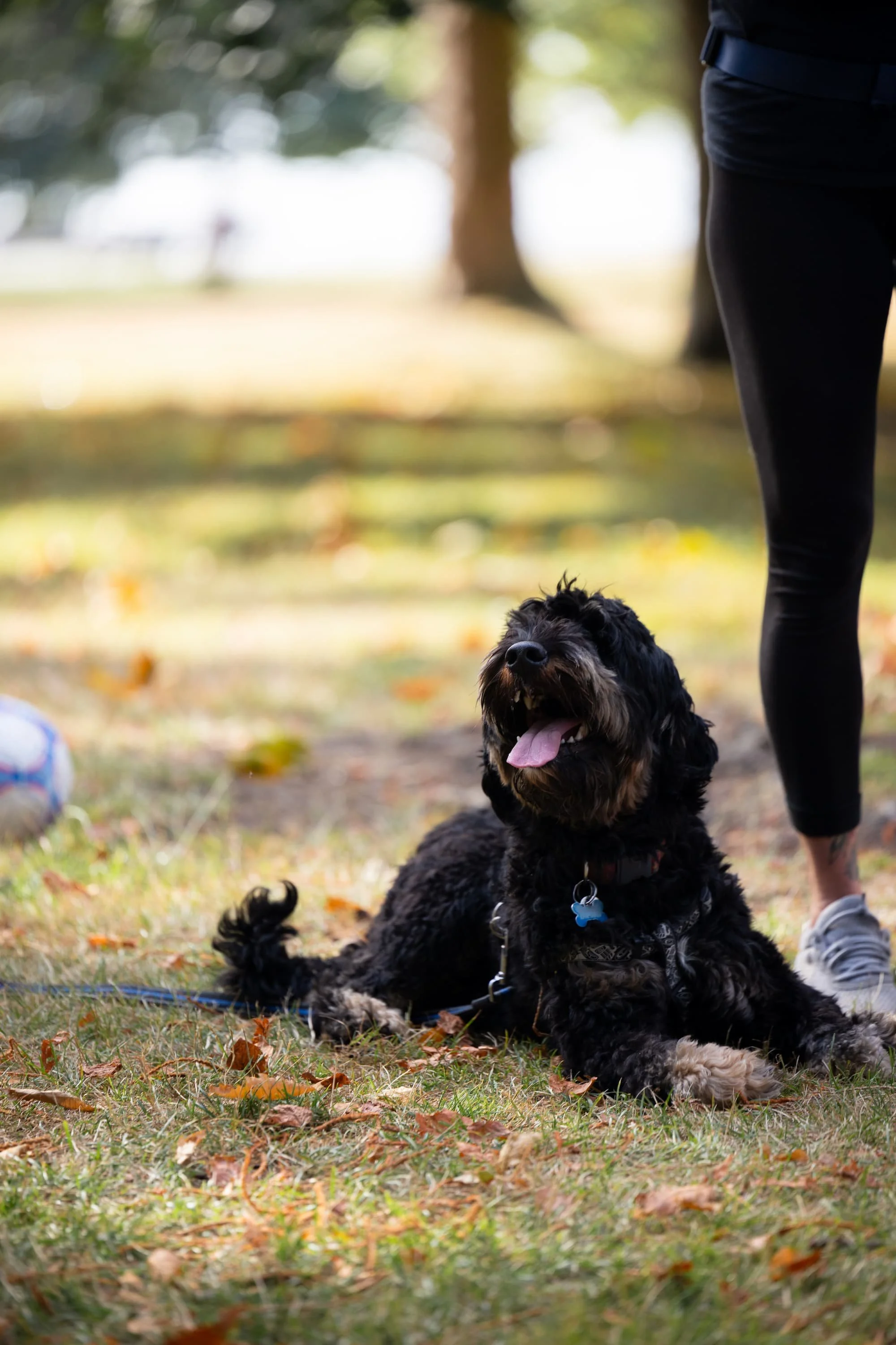 Bernie, a Mini Bernedoodle, relaxes after completing the agility course at a Raintown community event.