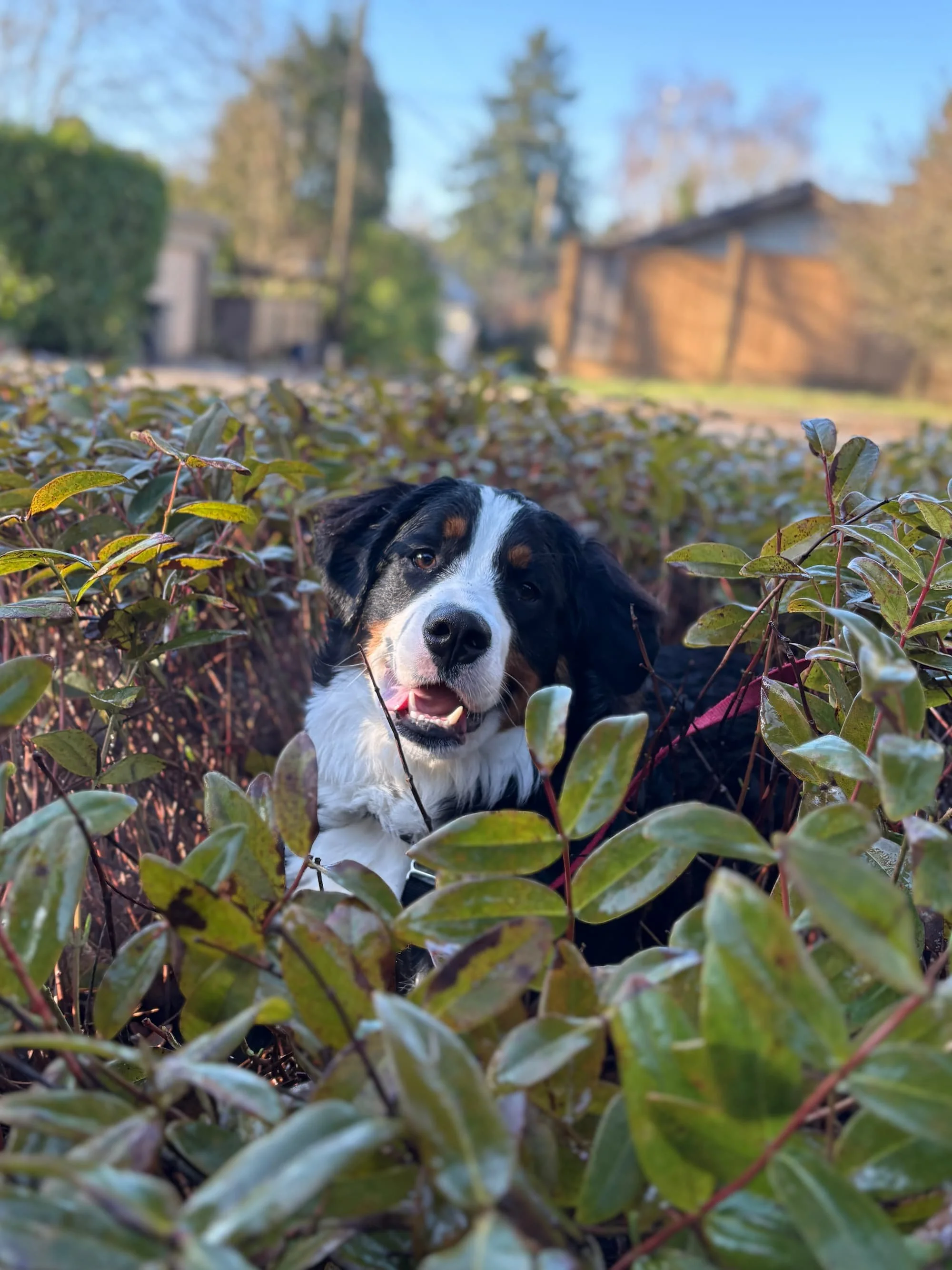 A Bernese Mountain Dog relaxes in a field after a Raintown private training session, calm and fulfilled.