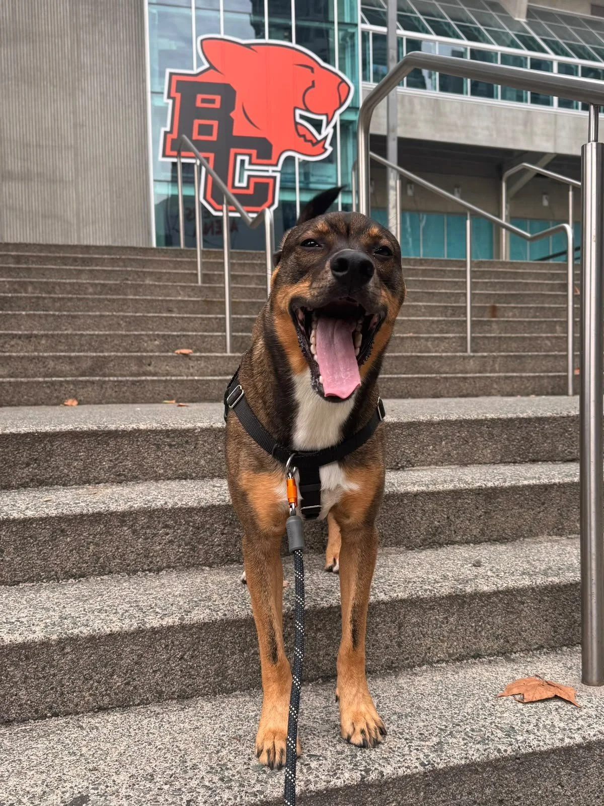 Pawdrick, a Mixed Rescue pup, shows team spirit during a Raintown Downtown Dog Walk with Steph.