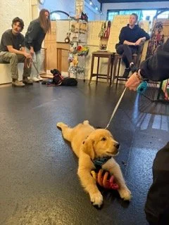 A Golden Retriever puppy performs a 'down' during a Raintown Dog Training class.