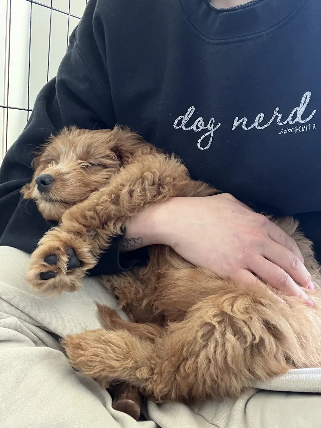 A Cockapoo puppy cuddles with a human after a Raintown Puppy Social.