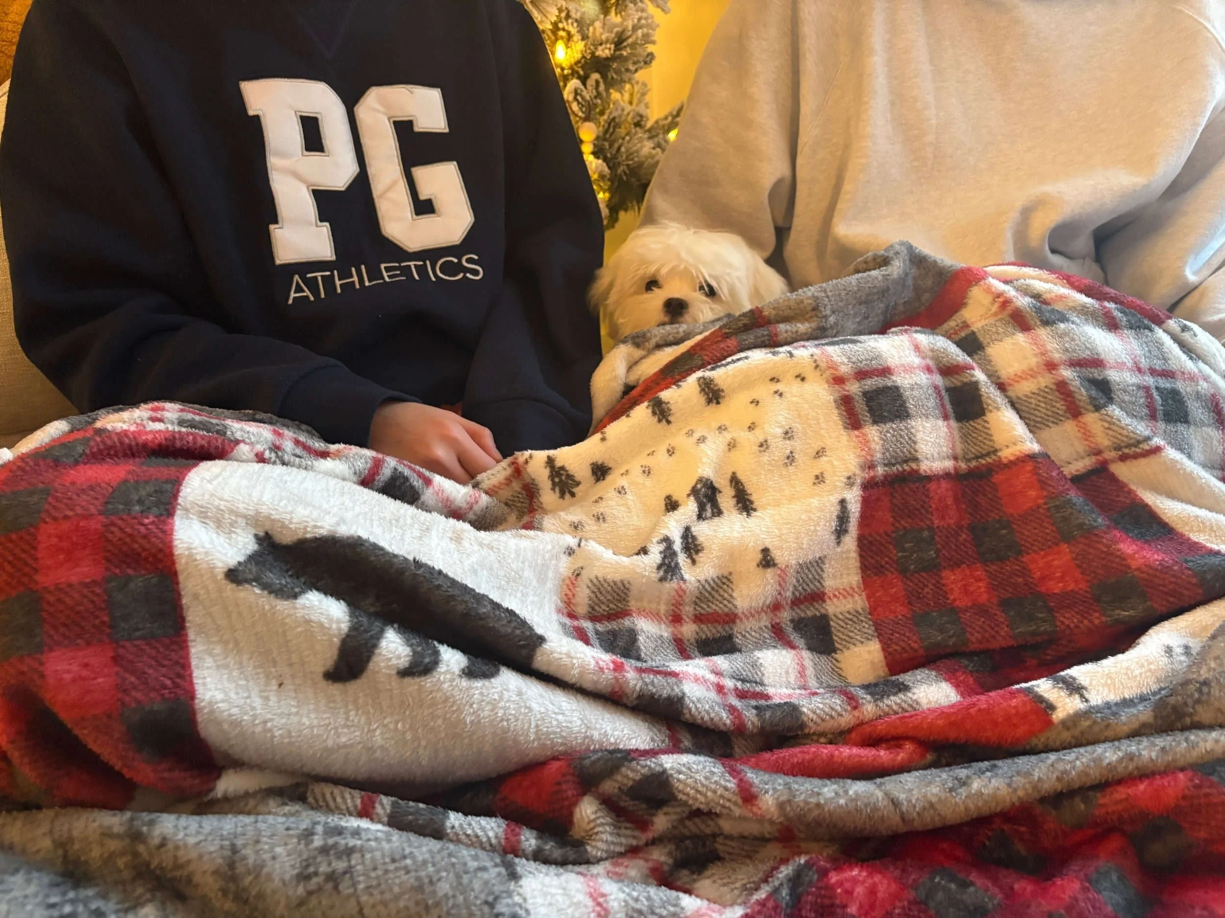 A Maltipoo puppy hides between her parents by the Christmas tree.