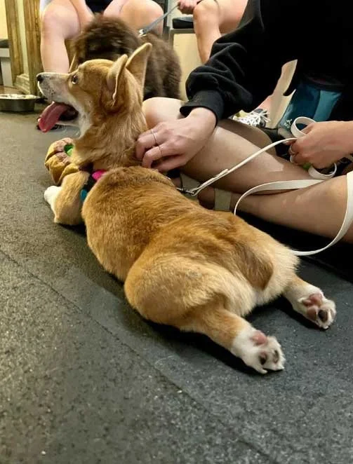 A corgi with tongue out sploots happily during a Raintown Puppy Class.