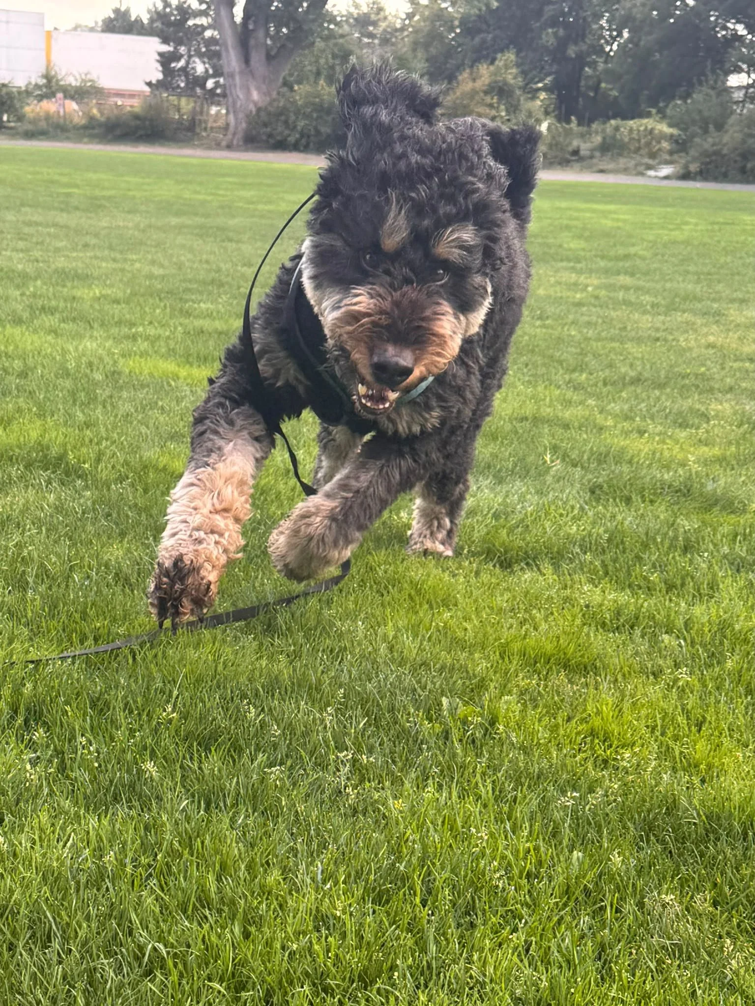 Teddy, a Doodle-Poodle Mix, happily runs around the park during an enrichment walk with Lauren.