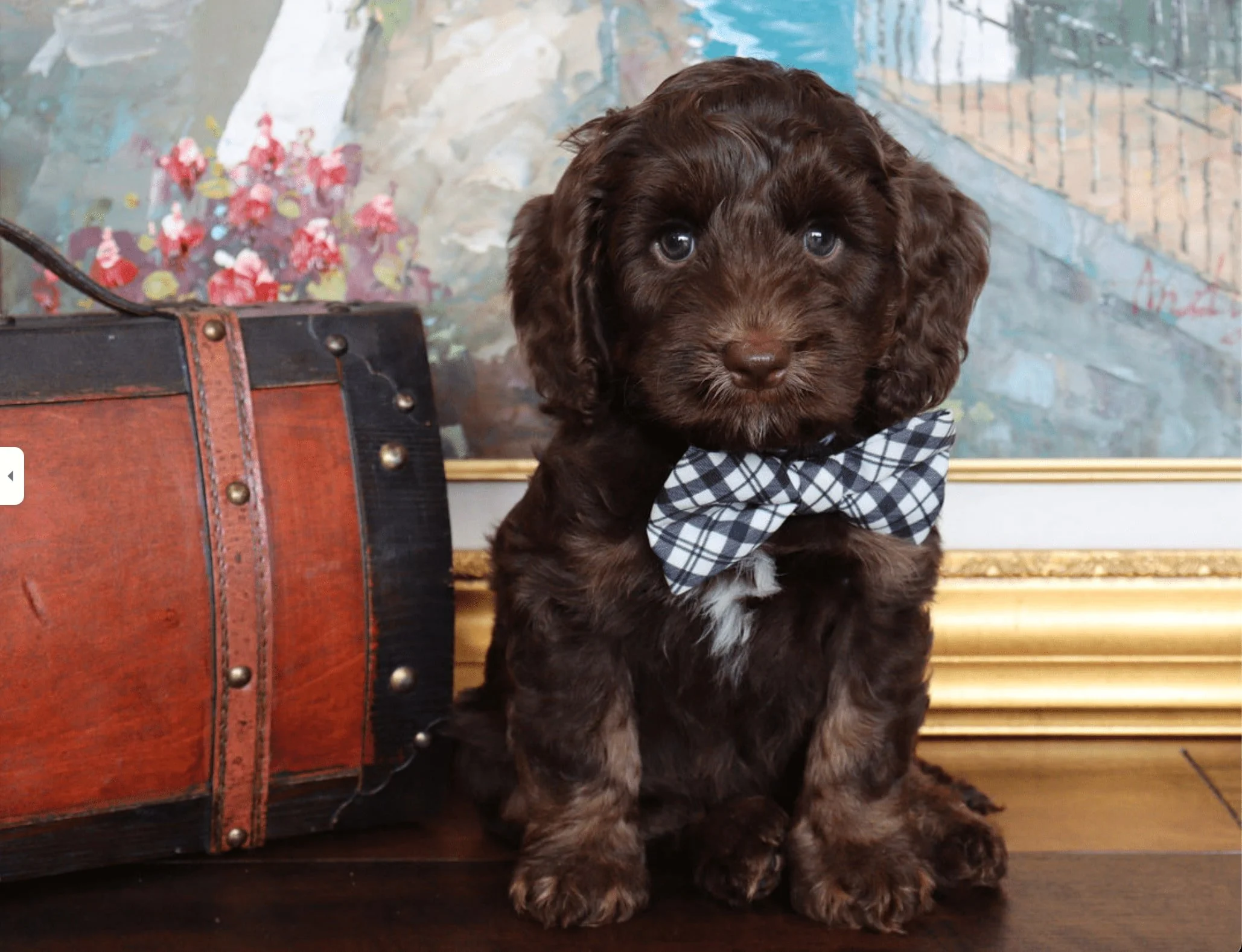 Brady, an Australian Labradoodle puppy wearing a bow, looks at the camera.
