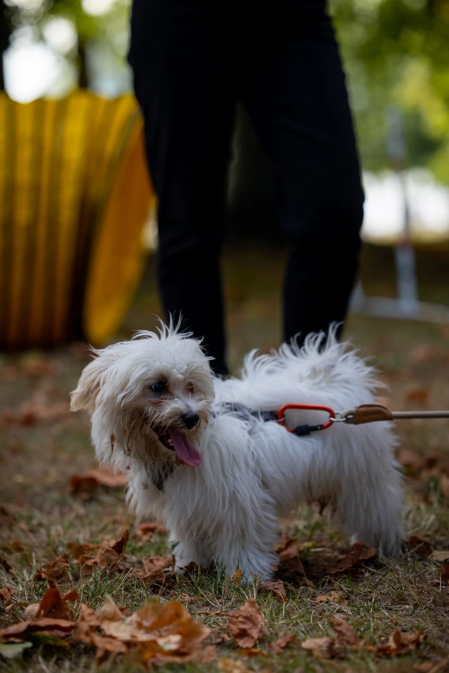 Louie, a Maltese, relaxes on leash after doing an agility course during the Raintown summer community event.