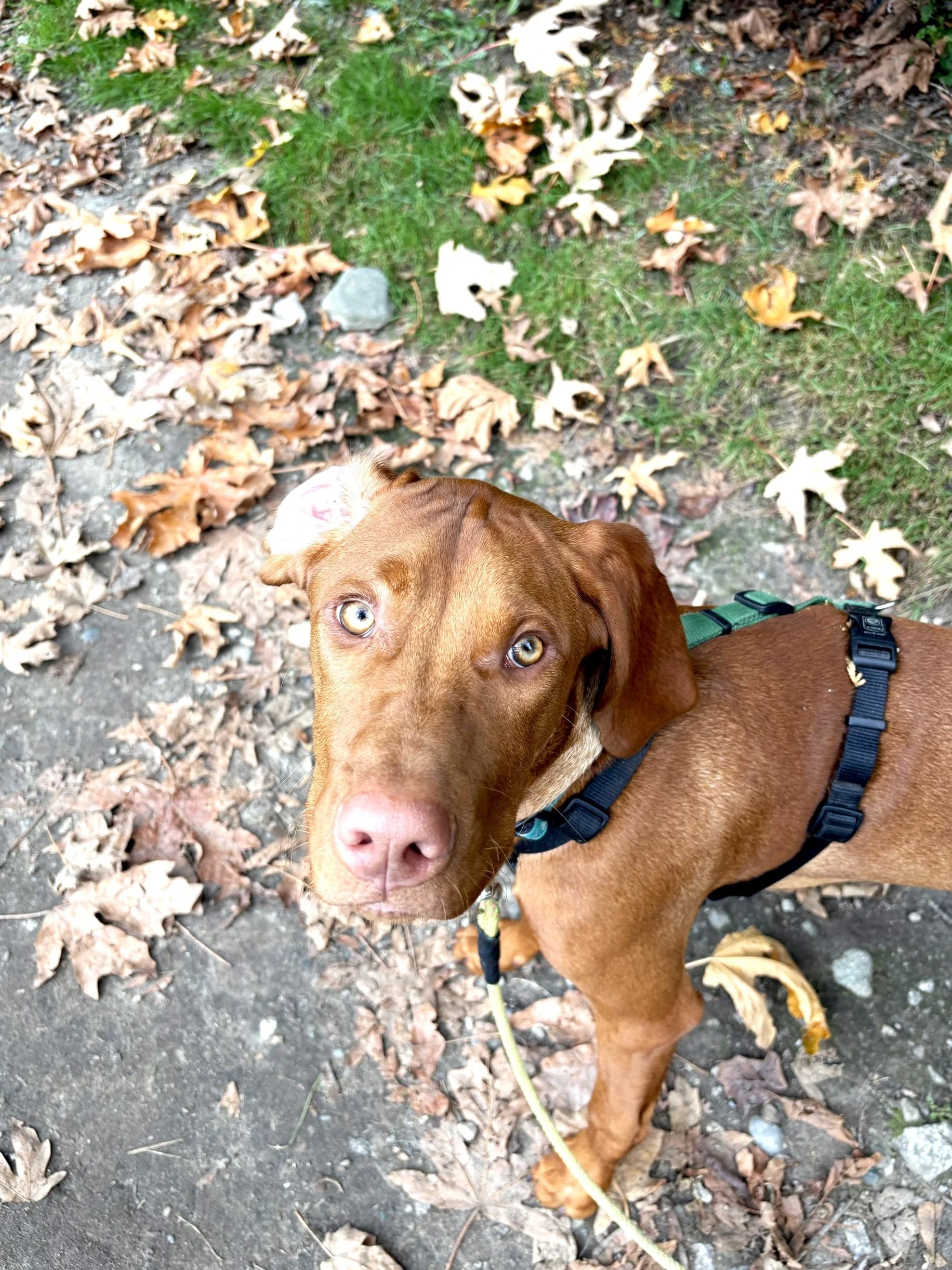 Jasper the Vizsla on a training walk at Raintown.