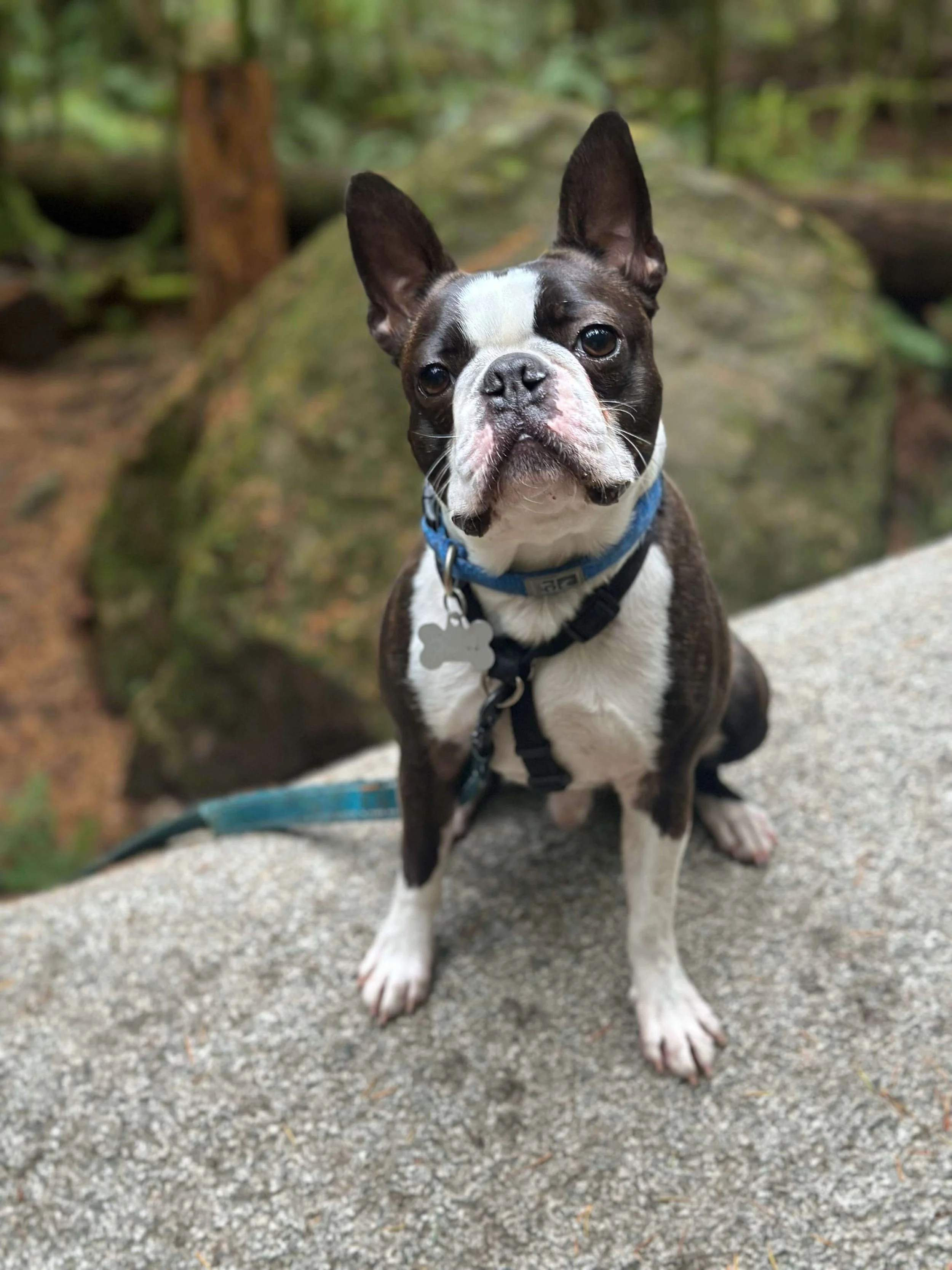 A Boston Terrier sits on a rock during a Raintown walk-and-train at Pacific Spirit Park.