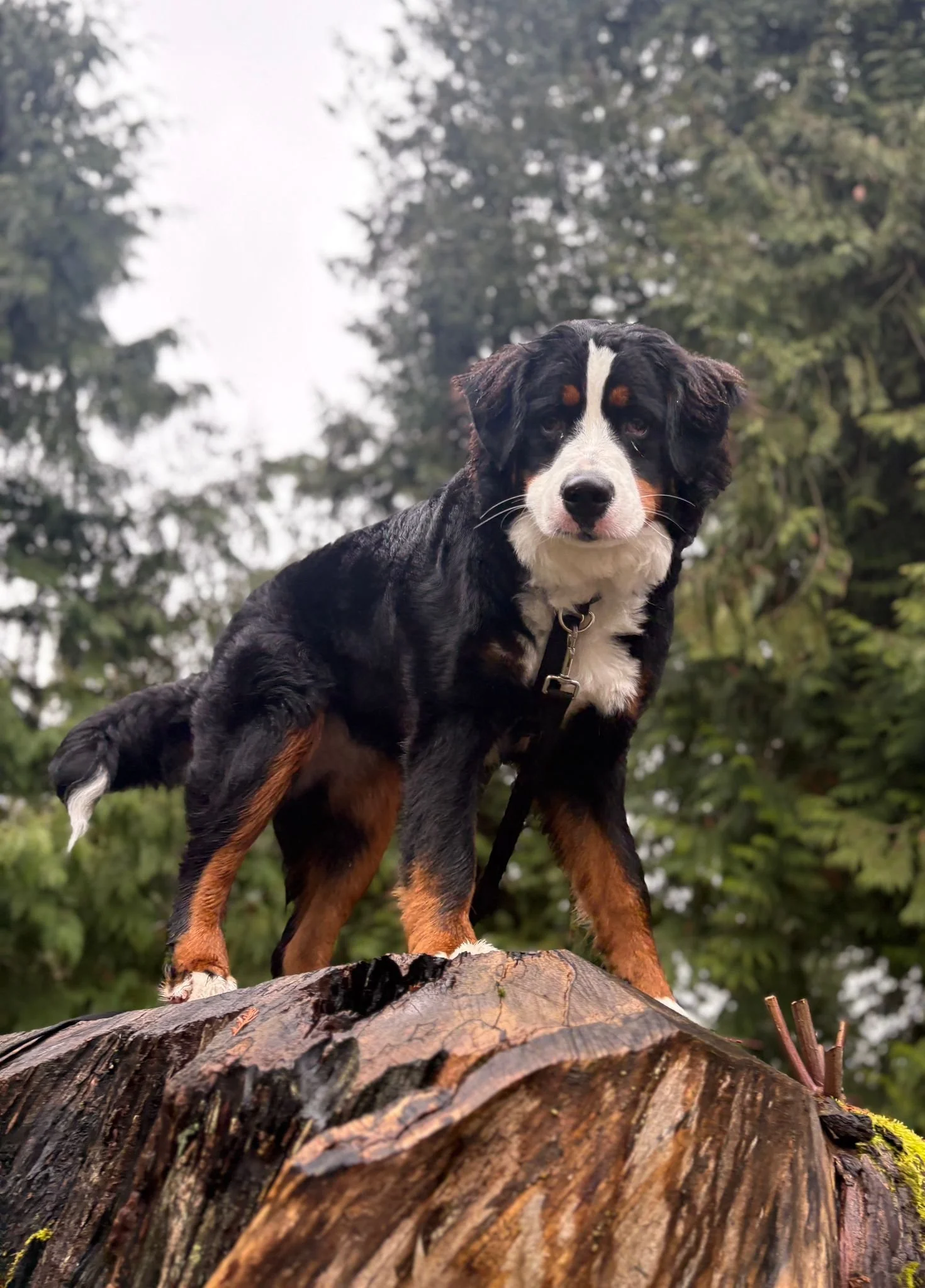 A Bernese Mountain Dog stands on a large tree stump during a Raintown dog walk, confident and exploring the outdoors.
