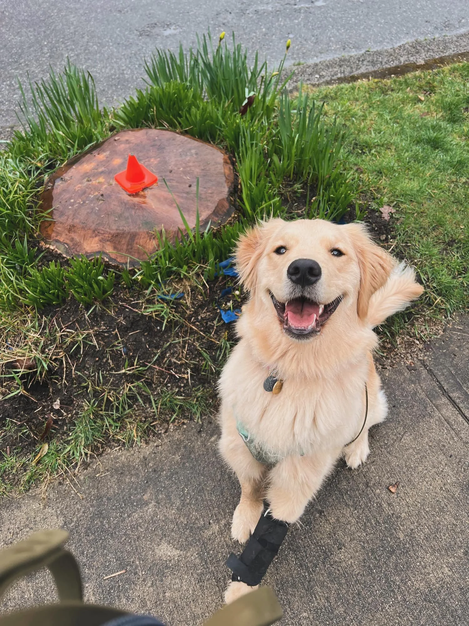 An excited Golden Retriever poses happily after a Raintown dog walk, enjoying enrichment and exercise.