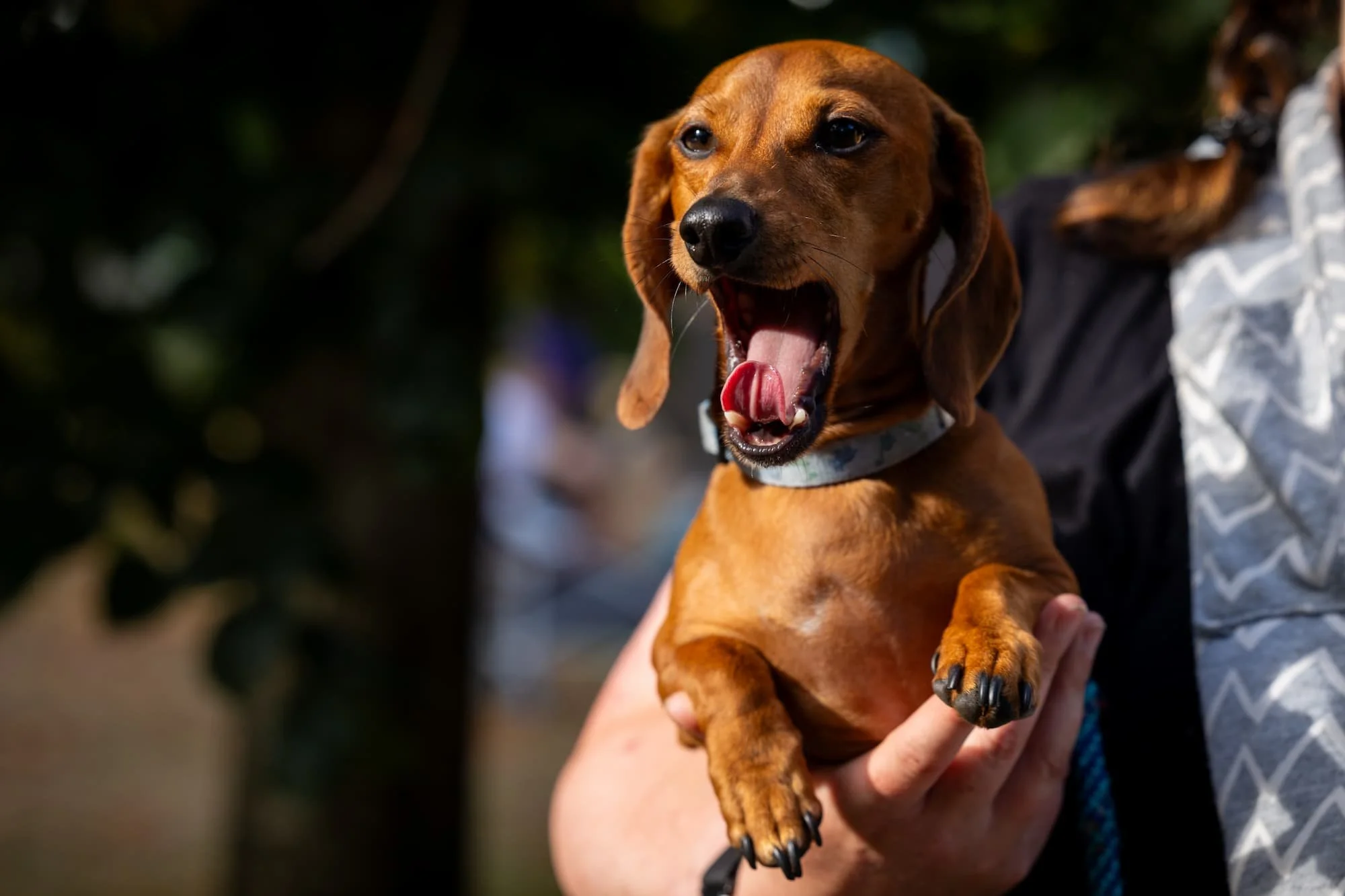 Link, a Dachshund, yawns while their pawrent carries them after winning second place at Raintown’s Summer Showdown.