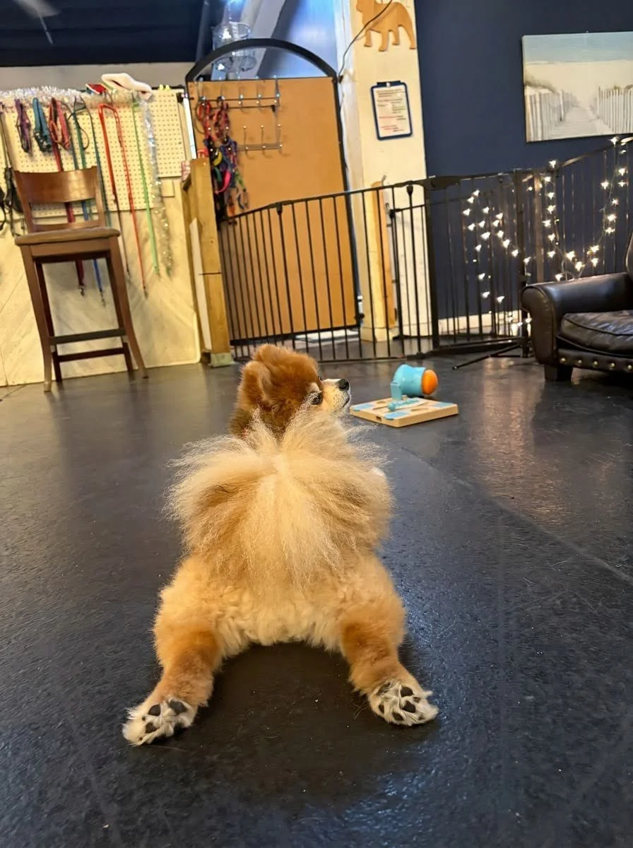 A Pomeranian comfortably relaxing on his belly after a Raintown Puppy Social.