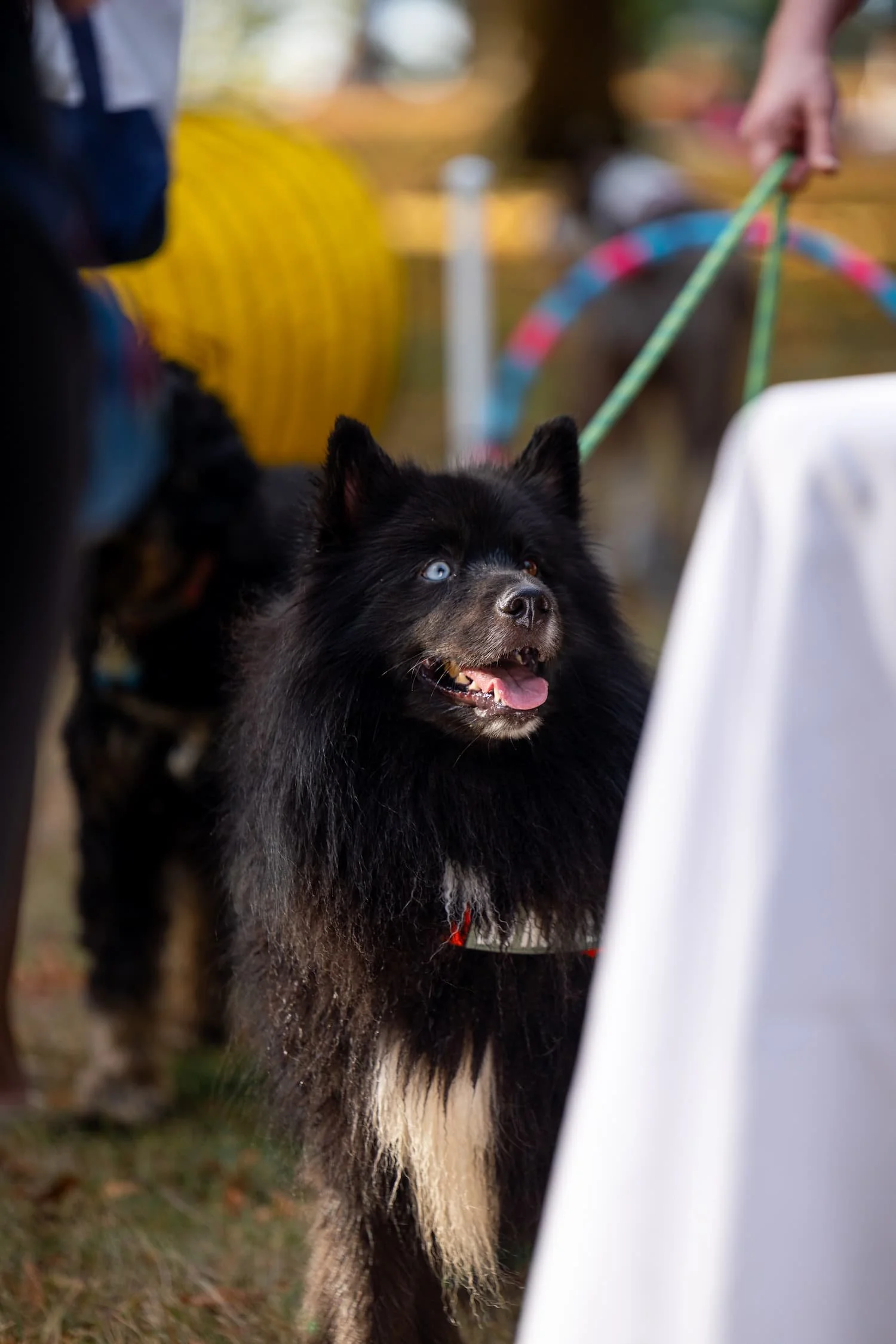 Bentley, a Pomsky, awaits for treats from Raintown trainers at Kits Beach.