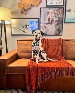 Penny, a Dalmatian puppy, sits for the camera.