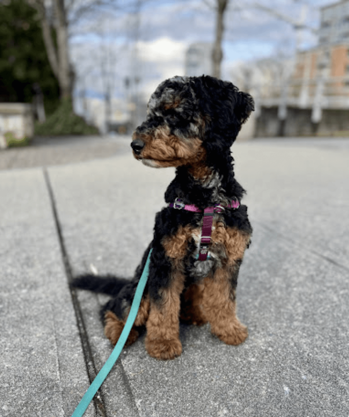 Gus, a puppy in training, sits in downtown Vancouver.