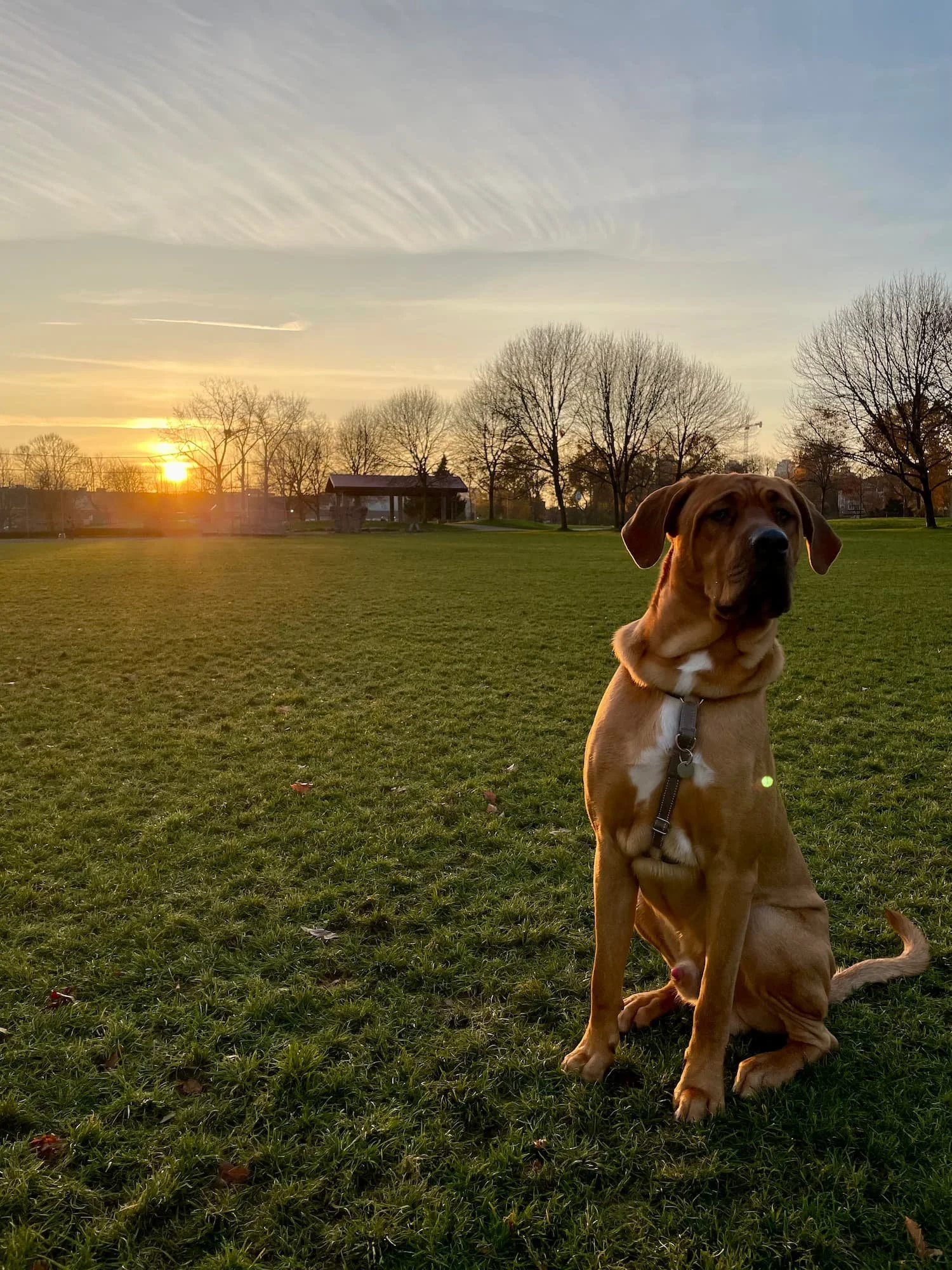Tosa Inu responds to an emergency recall cue from a Raintown dog trainer at the park.