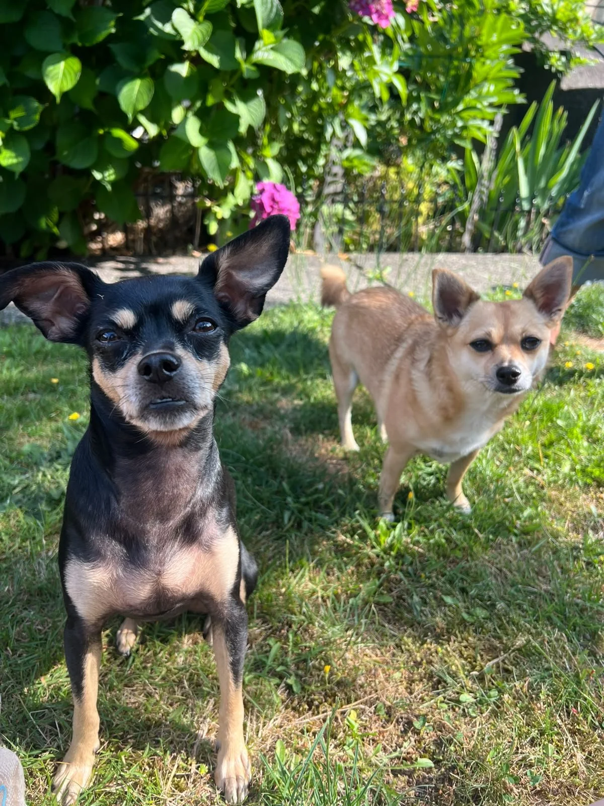 A pair of Chihuahuas relax outside in the sun after a Raintown Private Training session with Bern