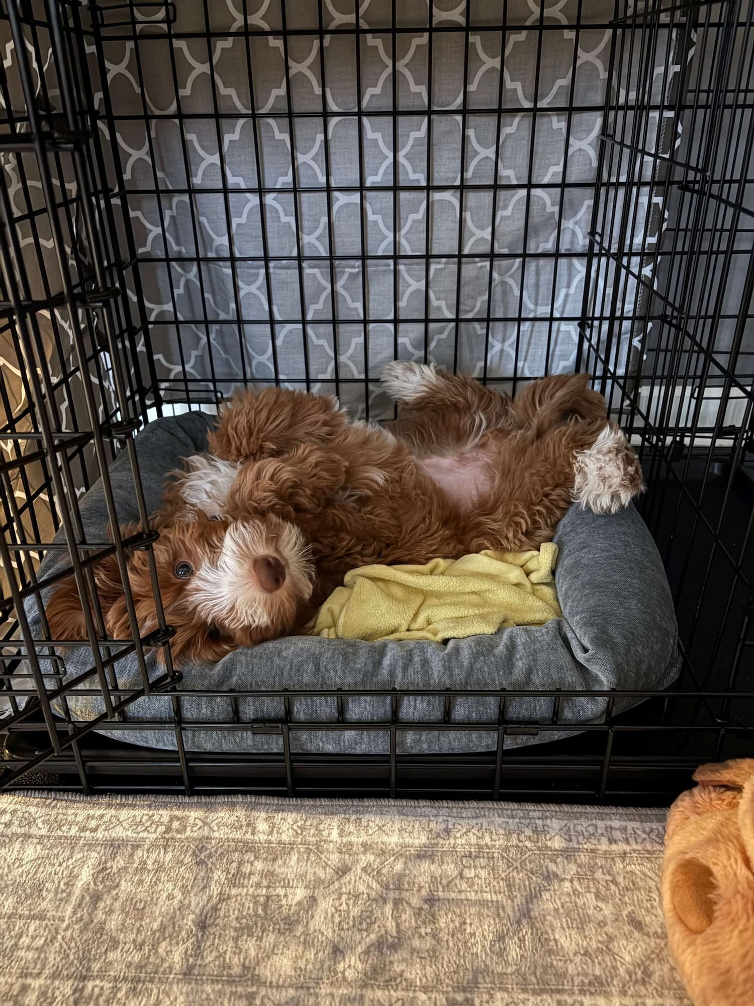 A puppy doodle lying happily on his back in his crate.