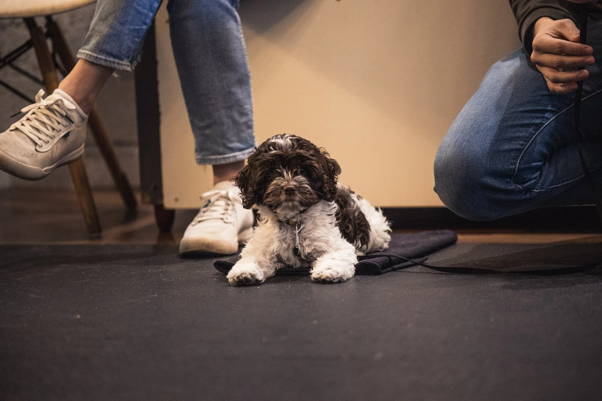 Shy Cavapoo puppy sitting safely between parents’ legs during Raintown puppy class