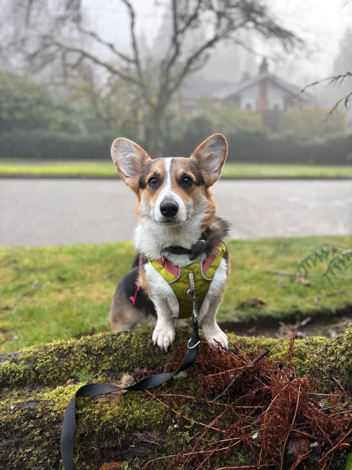 A Corgi in a harness playfully climbing a log during a Raintown Community Walk.