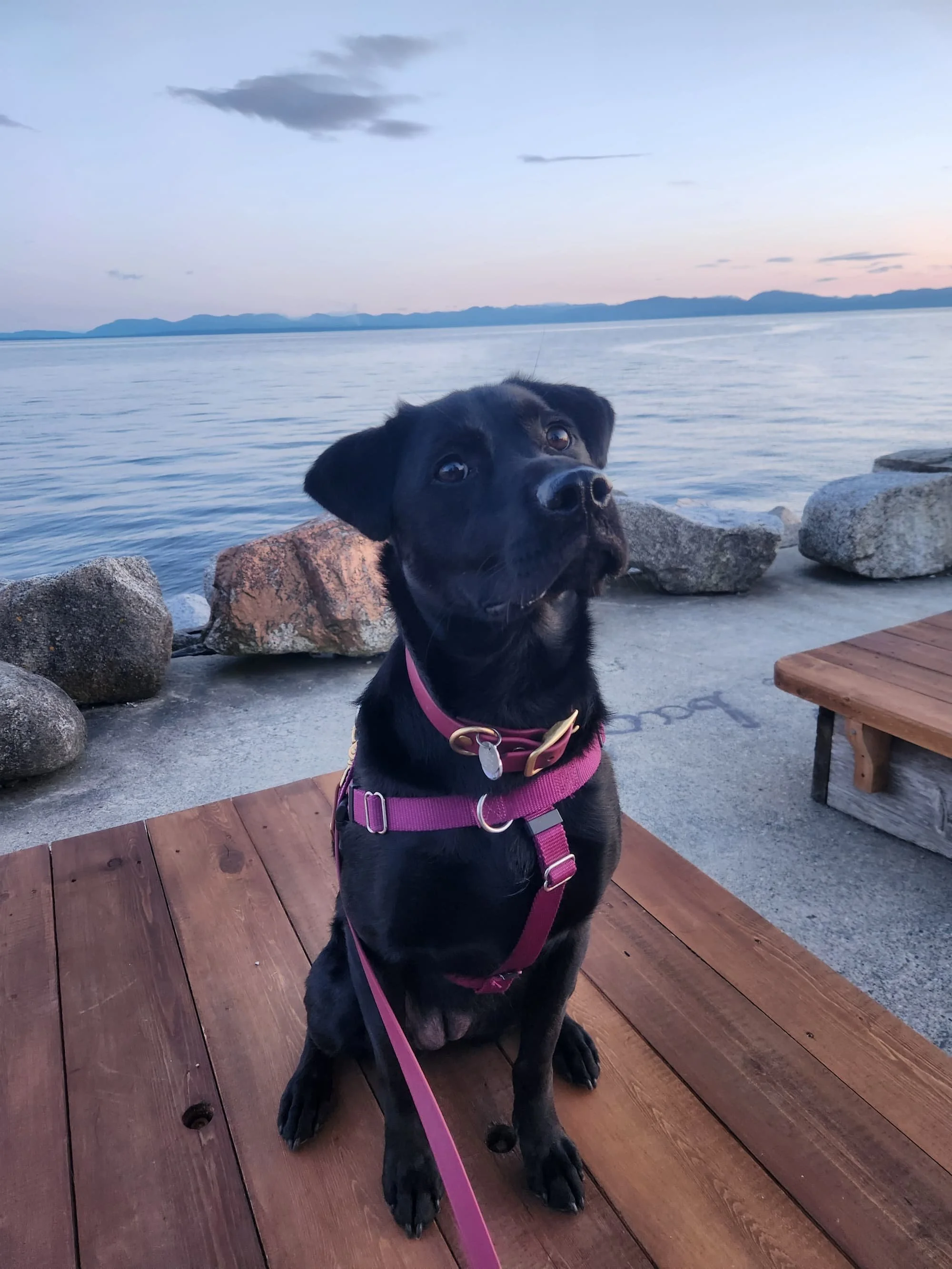 Black Labrador Retriever sits by the ocean at sunset, paying attention to their Raintown Dog Walker.