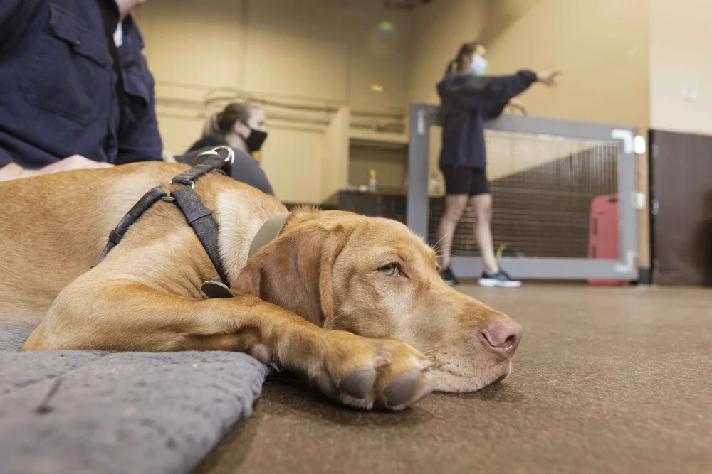 Dog Training Classes Vancouver Indoor and Outdoor Group Classes