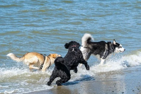 Three dogs play at Kits Beach during a Basic Manners 2 Class.