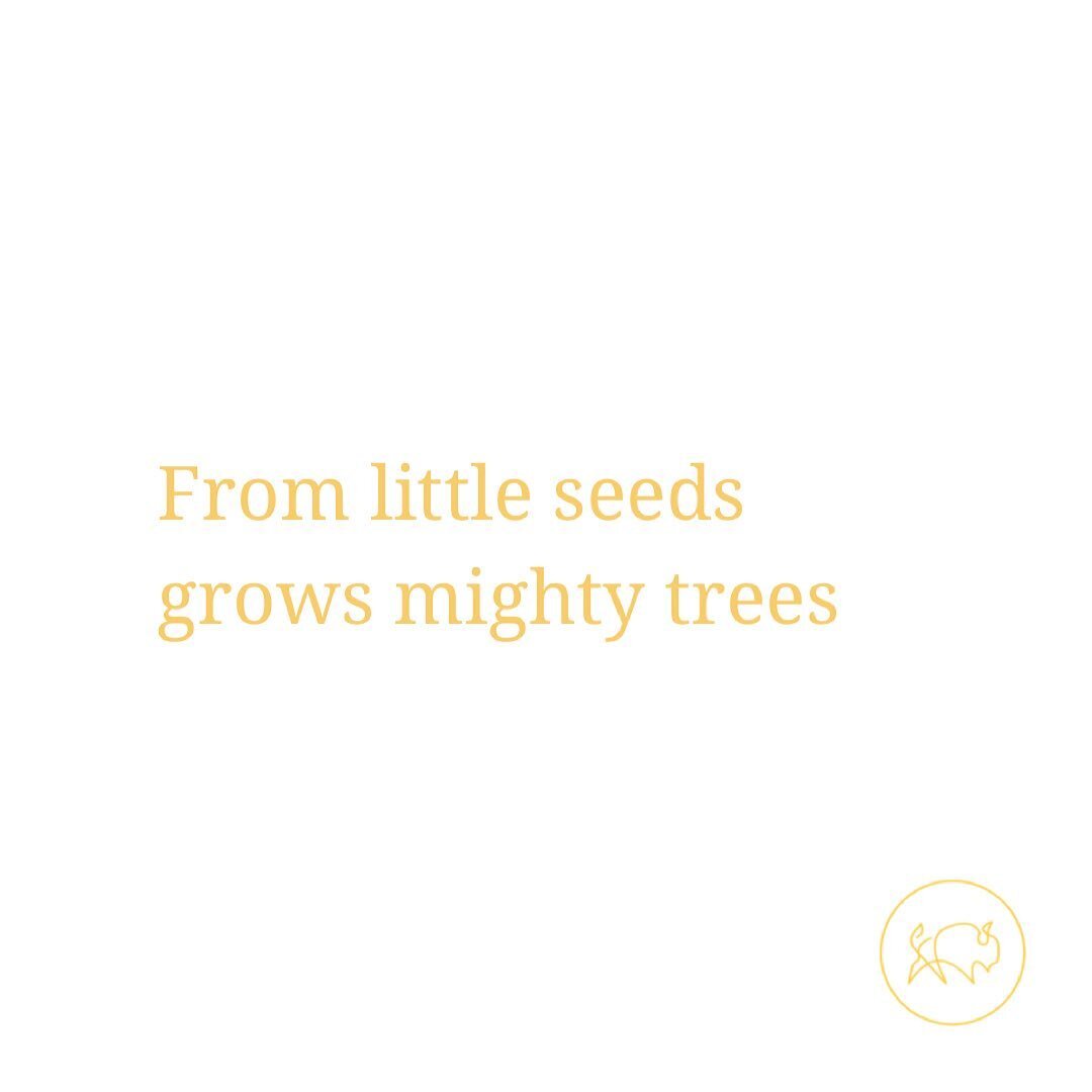 Guys... March is all about our little buffalos! These tiny seeds are certainly growing into mighty trees. We are grateful to be a part of their growth!