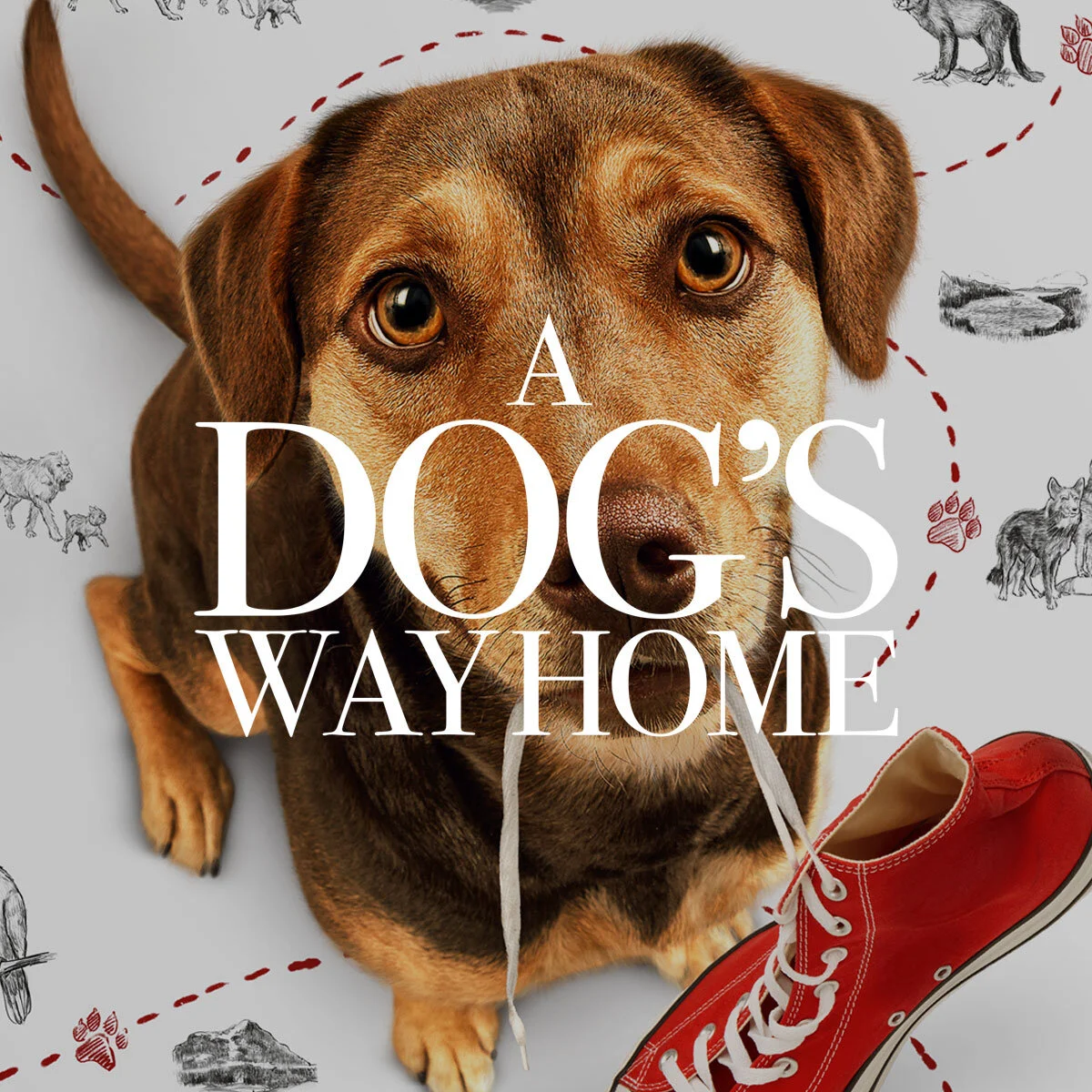 A Dog's Way Home
