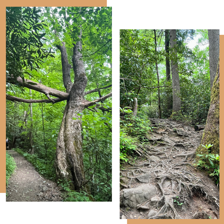 Trees Can Be Symbolic and Therapeutic