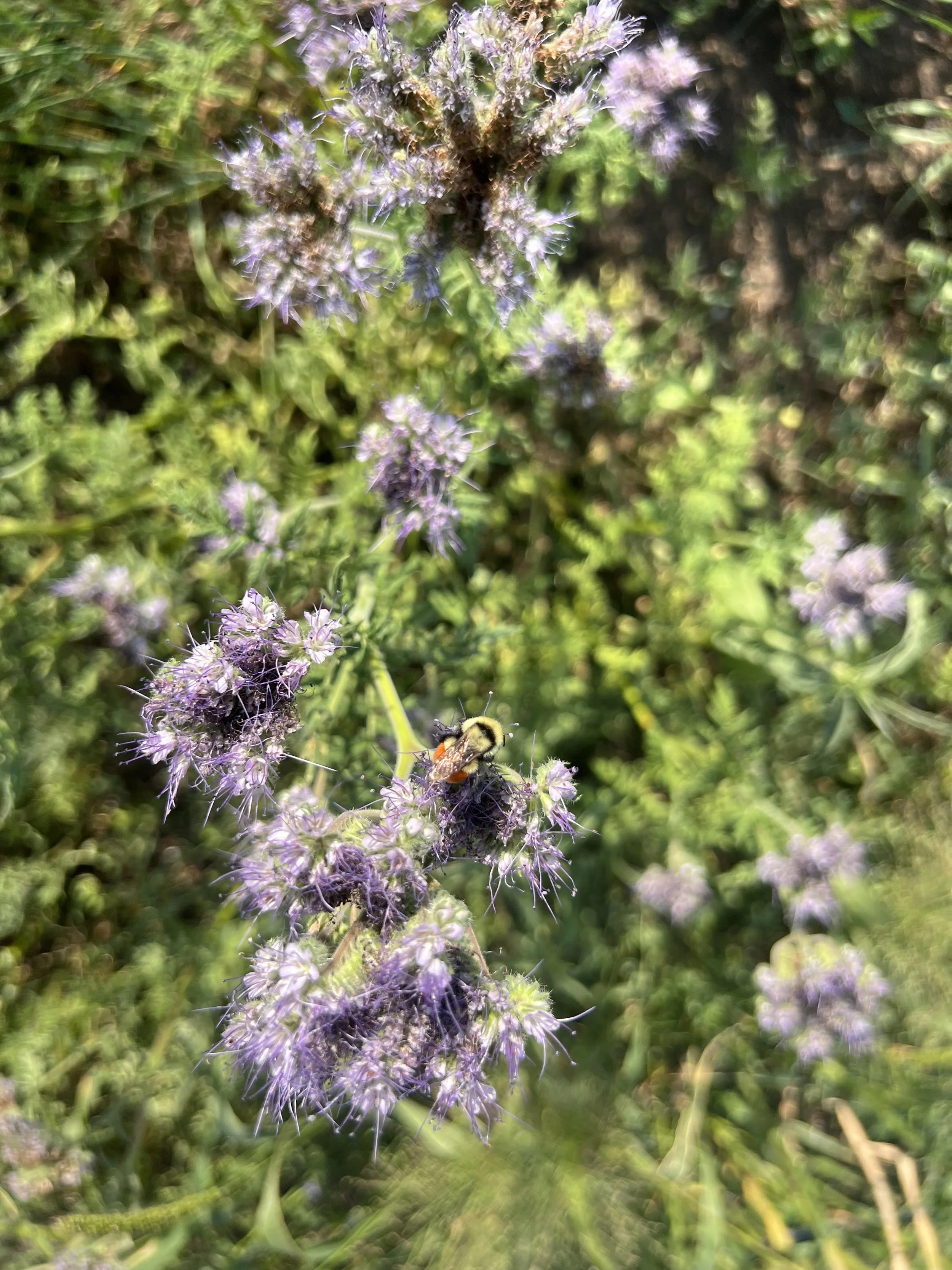 Pollinator at Work in our Fort Peck Polliantor Plot