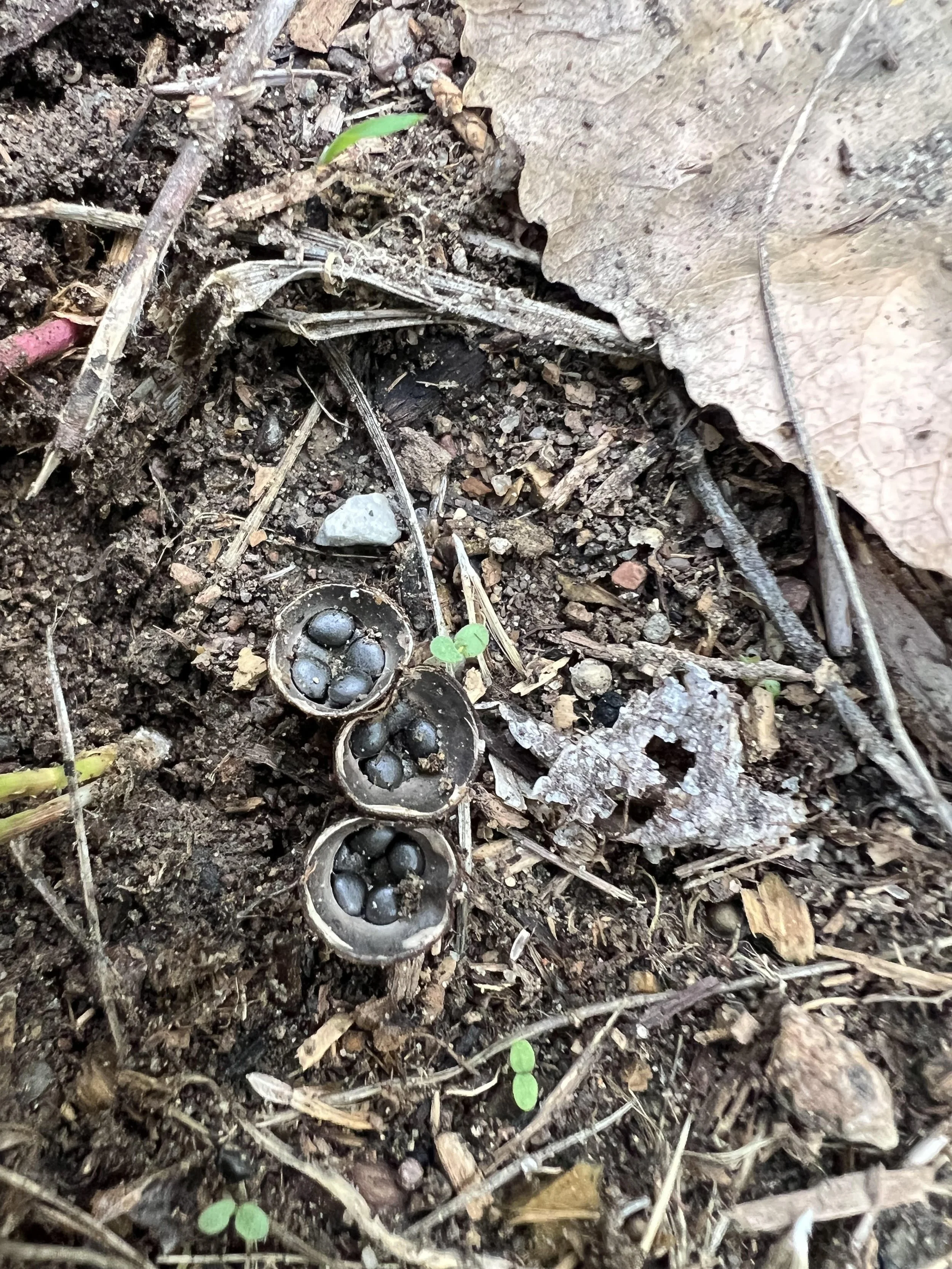 Bird's Nest Fungi