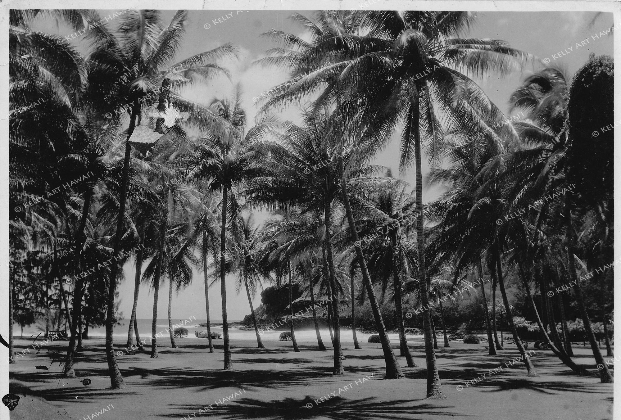 Kauai Coconuts