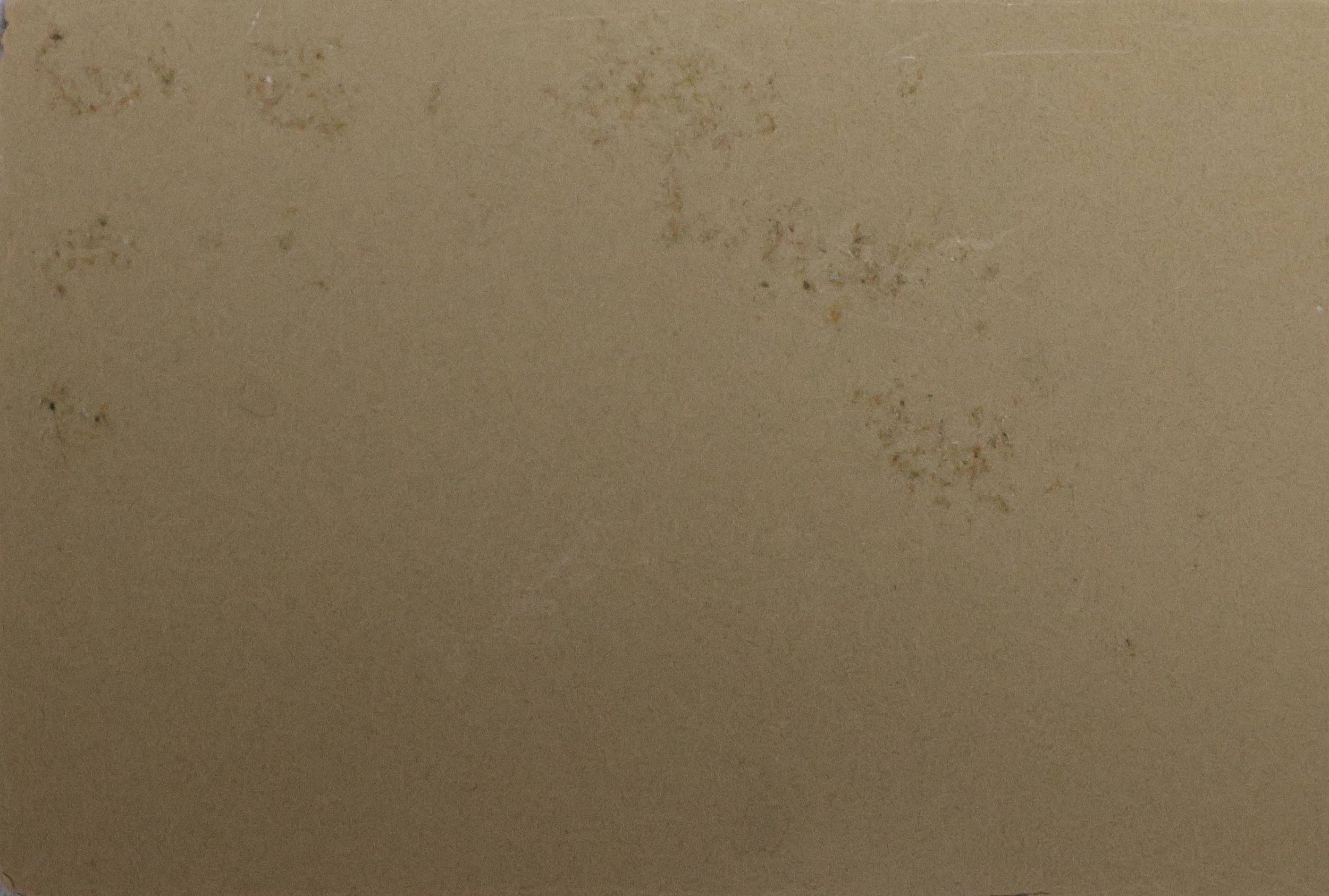 Desert Beige Gloss TH 030 G