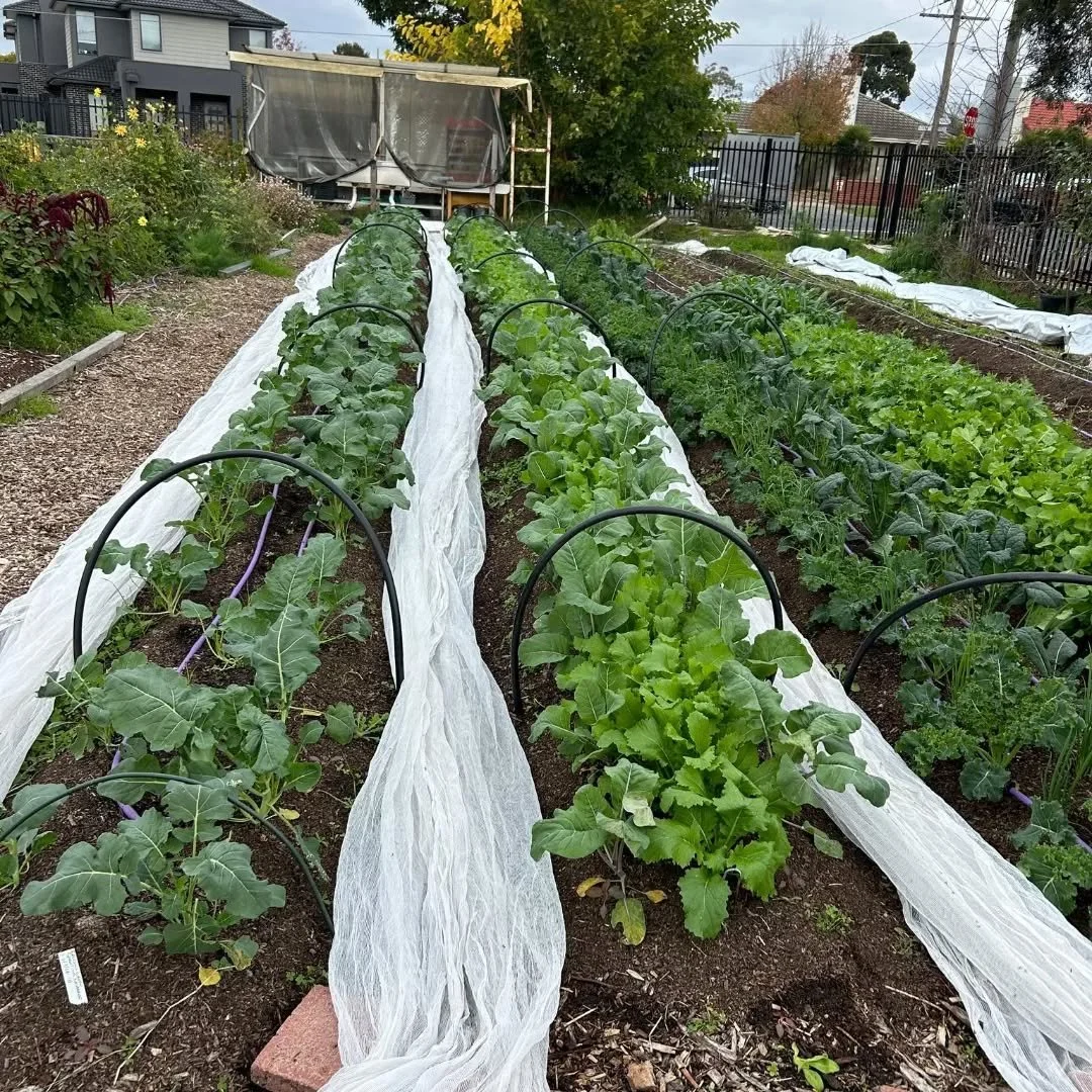 Images 1-3: Some beautiful autumn winter crops coming along very nicely, and some amazing volunteers who managed to clear, reset and plant out three rows on Sunday!

Images 4-6: bunches of rocket, mizuna, and mibuna. Harvested for @merrifoodhub so ge